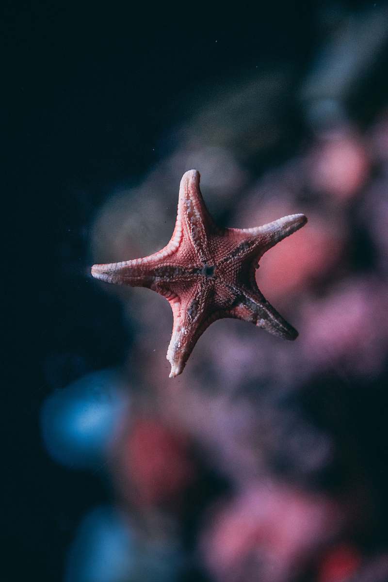 sea life shallow focus photo of pink starfish starfish